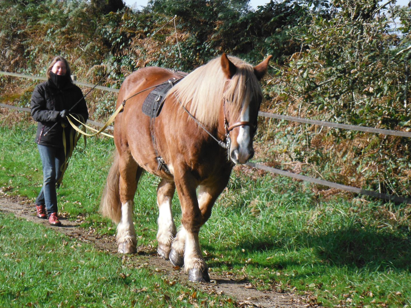 Attelage 3