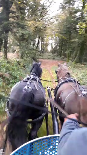 Perrig Abrassart aux guides Derby cheval polyvalen…