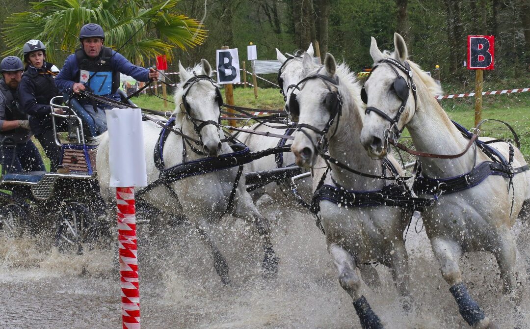 CONCOURS GOURIN  Toutes les épreuves le samedi dressage , mania…