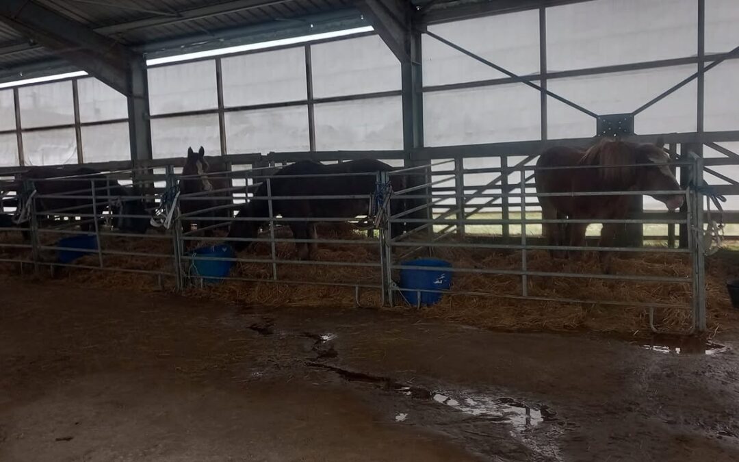 Chevaux installés chez Patrice Bagilet à Verdille Attelage…