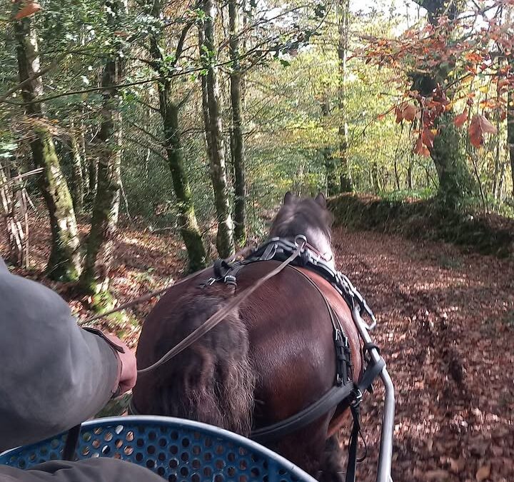 Couleur d’automne et travail des jeunes…