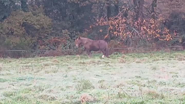 Les 10 postiers portières bretons attelée de l’école française d’attelage…
