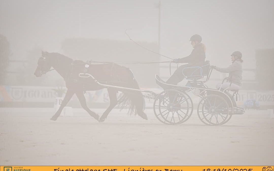 Souvenirs de Lignières Nokk du Pecca étalon Franche-Montagne généreux et…