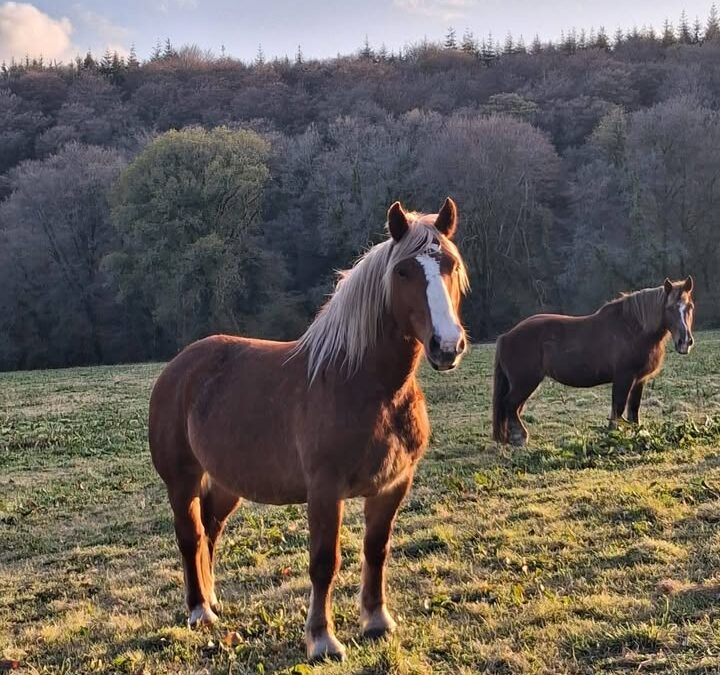 Deux jolies photos de Jabadao de Trocoetet de sa mere…