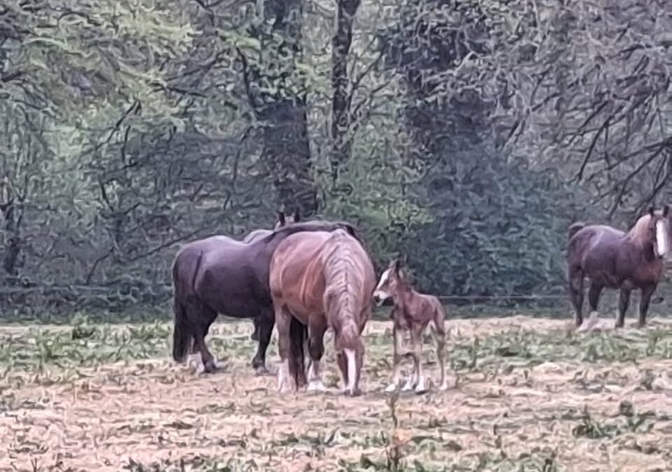 Naissances ce matin dans le troupeau 15 jours d&rsquo;avance Baronne…